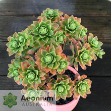 Load image into Gallery viewer, Aeonium spathulatum hybrid