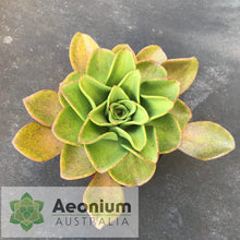 Load image into Gallery viewer, Aeonium nobile