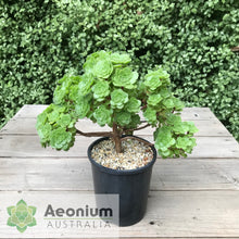 Load image into Gallery viewer, Aeonium x anagense aka 'Pancakes'