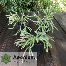 Load image into Gallery viewer, Rhipsalis pilocarpa