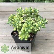 Load image into Gallery viewer, Aichryson bethencourtianum Variegated