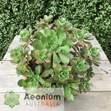 Load image into Gallery viewer, Aeonium volkerii