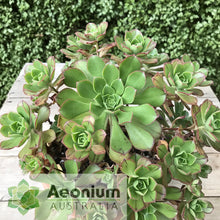 Load image into Gallery viewer, Aeonium volkerii