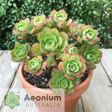 Load image into Gallery viewer, Aeonium volkerii