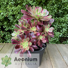 Load image into Gallery viewer, Aeonium 'Eden'