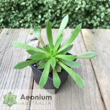 Load image into Gallery viewer, Aeonium 'Cornish Tribute'