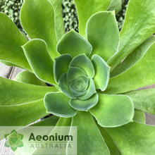 Load image into Gallery viewer, Aeonium canariense var. canariense