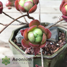 Load image into Gallery viewer, Aeonium saundersii