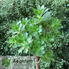 Load image into Gallery viewer, Aeonium x holospathulatum
