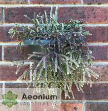 Load image into Gallery viewer, Rhipsalis pilocarpa