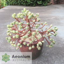 Load image into Gallery viewer, Aeonium x hybridum