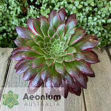 Load image into Gallery viewer, Aeonium 'Peacock'