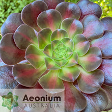 Load image into Gallery viewer, Aeonium 'Kilimanjaro'