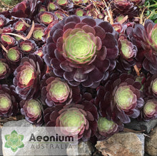 Load image into Gallery viewer, Aeonium 'Velour'