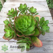 Load image into Gallery viewer, Aeonium 'Emerald Carpet'
