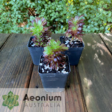Load image into Gallery viewer, Aeonium 'Atropurpureum' Crest