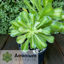 Load image into Gallery viewer, Aeonium 'Albovariegatum' Reverse Variegation