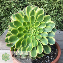 Load image into Gallery viewer, Aeonium 'Fiesta'