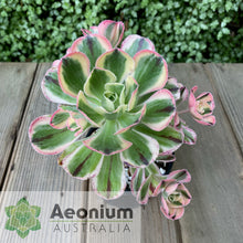 Load image into Gallery viewer, Aeonium 'Marnier Lapostolle' Variegated