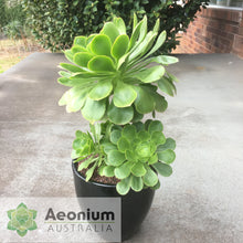 Load image into Gallery viewer, Aeonium undulatum