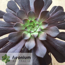 Load image into Gallery viewer, Aeonium 'Short Black'