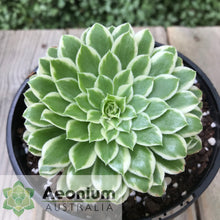 Load image into Gallery viewer, Aeonium 'Emerald Ice'