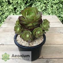 Load image into Gallery viewer, Aeonium 'Madeira Rose'