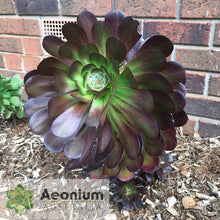 Load image into Gallery viewer, Aeonium 'Cyclops'