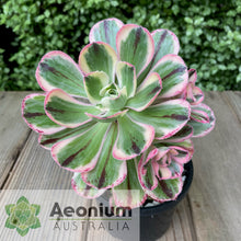Load image into Gallery viewer, Aeonium 'Marnier Lapostolle' Variegated
