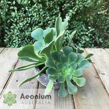 Load image into Gallery viewer, Aeonium canariense var. subplanum
