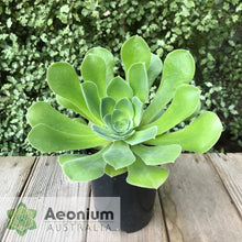 Load image into Gallery viewer, Aeonium canariense var. canariense
