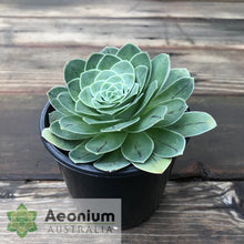 Load image into Gallery viewer, Aeonium aureum