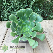 Load image into Gallery viewer, Aeonium canariense var. subplanum