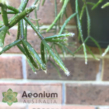 Load image into Gallery viewer, Rhipsalis baccifera f. horrida