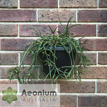 Load image into Gallery viewer, Rhipsalis baccifera f. horrida