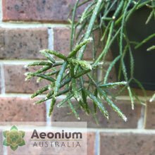 Load image into Gallery viewer, Rhipsalis baccifera f. horrida