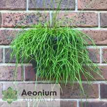 Load image into Gallery viewer, Rhipsalis campos-portoana