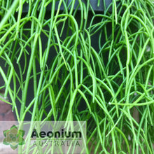 Load image into Gallery viewer, Rhipsalis campos-portoana