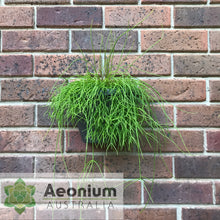 Load image into Gallery viewer, Rhipsalis campos-portoana