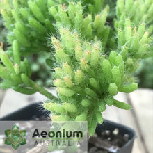 Load image into Gallery viewer, Rhipsalis mesembryanthemoides