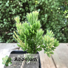 Load image into Gallery viewer, Rhipsalis mesembryanthemoides