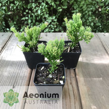 Load image into Gallery viewer, Rhipsalis mesembryanthemoides