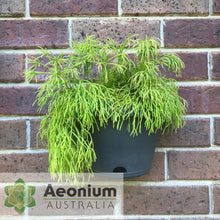 Load image into Gallery viewer, Rhipsalis teres f. capilliformis