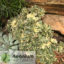 Load image into Gallery viewer, Aichryson x aizoides 'Little Coral'