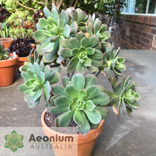 Load image into Gallery viewer, Aeonium percarneum var. guiaense