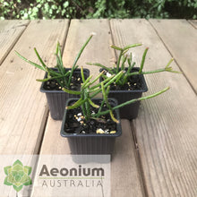 Load image into Gallery viewer, Rhipsalis baccifera f. horrida