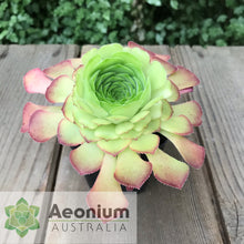 Load image into Gallery viewer, Aeonium glandulosum