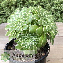 Load image into Gallery viewer, Aeonium 'Emerald Ice'