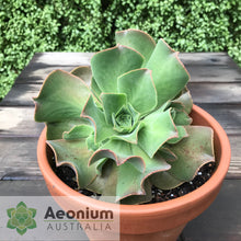 Load image into Gallery viewer, Aeonium valverdense