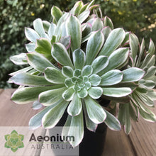 Load image into Gallery viewer, Aeonium 'Ink Painting'